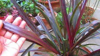 Phormium Plant Caring Tips  New Zealand Flax [upl. by Haimerej]