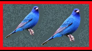 Indigo Bunting Song Indigo Bunting Call Chirp Sound  Azulejo Indigo Canto  Passerina Cyanea [upl. by Alcinia]