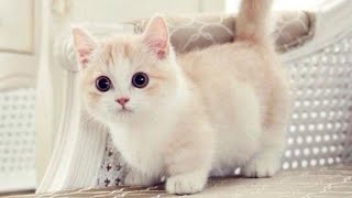 CUTE AND FUNNY MUNCHKIN CATS COMPILATION [upl. by Belcher]