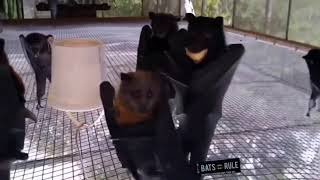 Yes its that bat 🦇 dancing video  Hanging bats filmed upsidedown 🙄 looks like a Goth night club [upl. by Litman]