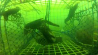 Lobsters filmed in a trap at the flying place cove [upl. by Kcinemod]