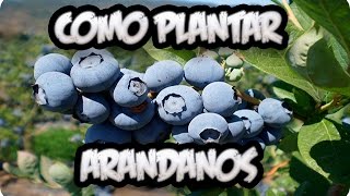 Como Plantar Arandanos En El Huerto  La Huertina De Toni [upl. by Meean]