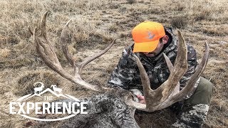 Giant Eastern Plains Mule Deer  quotColoradoquot [upl. by Nimref]