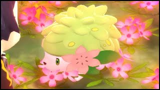 How To GET SHAYMIN with the SURF GLITCH in Pokemon Brilliant Diamond and Shining Pearl [upl. by Aratas]