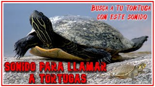 Sonido de tortuga Sonido para llamar a tu tortuga [upl. by Vance38]