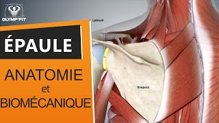 Origine des douleurs et fonctionnement de lépaule Comprendre lanatomie et la biomécanique [upl. by Darn]