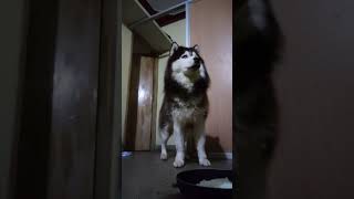 Behaviour of a good husky when it comes to foodtrained big size dogyoutubeshorts [upl. by Atsyrc]