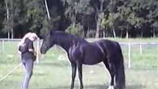 Regaliz Black Spanish Andalusian stallion [upl. by Burke]