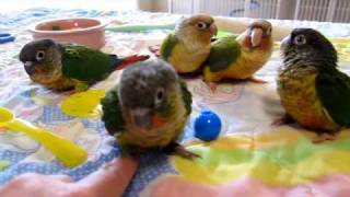 68 week old Green Cheek Conure Babies [upl. by Gambrell]