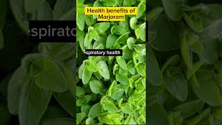 Health Benefits of Marjoram [upl. by Bremer]