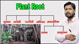 Plant Root and Their Types  Function of Root  Modified Root  in Hindi [upl. by Ymmik]