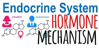 Hormone mechanism of action [upl. by Colline]