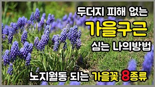 노지월동 되는 가을꽃 8종류수선화무스카리 구근심는 시기 입니다 [upl. by Felic]