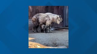 Cornelia the Sichuan takin a the St Louis zoo [upl. by Brear637]