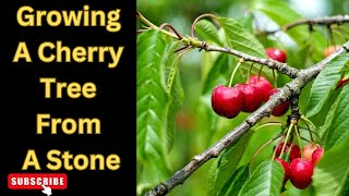 From Seed to Splendor Growing a Cherry Tree from Stone  Your Complete Guide [upl. by Ahseenak60]