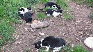 Anche oggi hanno mangiato i gatti di strada [upl. by Notslar95]