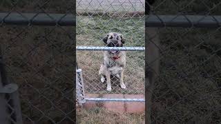 ANATOLIAN SHEPHERD PUP FOR ADOPTION AKRON OHIO [upl. by Bridget883]