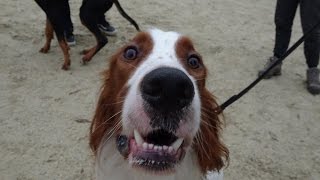 Norman  Red amp White Setter  5 Weeks Residential Dog Training [upl. by Yreneh]