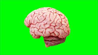 Animated 3D Brain Rotating  Free Green Screen [upl. by Naujat]