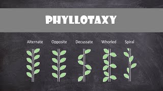 Types of Phyllotaxy  Plant Biology [upl. by Irrem]