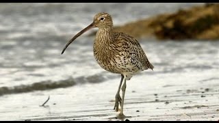 Birds of Ireland The Curlew amp its haunting song [upl. by Picker]