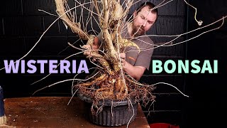 Starting a Wisteria Bonsai Masterpiece [upl. by Ner]