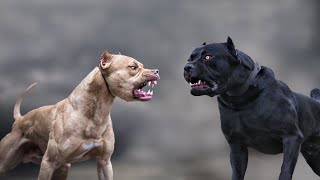 Cane Corso VS Pitbull  Highlights 101 [upl. by Ylrebmek205]