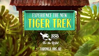 Step into Sumatra at Taronga Zoo’s new TIGER TREK [upl. by Farah]