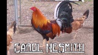 Best Gamefowl Breeders in USA Part 1 [upl. by Hey598]