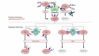 Positive and Negative Selection for the USMLE Step 1 [upl. by Draneb]