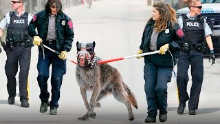 Warum dieser Hund 100 Mal gefährlicher ist als ein Wolf [upl. by Yevreh]