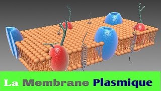 La Membrane Plasmique Ou Cellulaire [upl. by Ajna792]