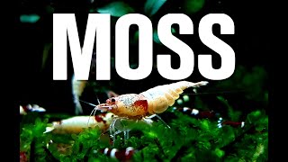 MOSS CARE TIPS for SHRIMP TANKS [upl. by Acirred177]