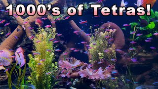 The Most Amazing Tetra in a 3000 Gallon Aquarium Cardinal Tetra Care and Breeding [upl. by Eladroc]