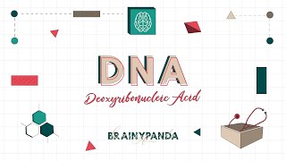 Struktur dan Fungsi DNA  Ilmu Biomedik Dasar  Brainy Panda [upl. by Keverian]