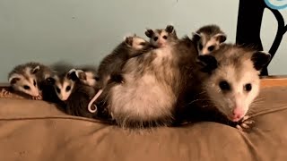 Meet mama Ada Shell make you actually like opossums [upl. by Eillime]