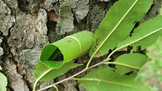 ID That Tree Black Cherry [upl. by Nahbois]