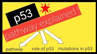 p53 tumor suppressor gene  SIMPLEST explanation [upl. by Meda641]