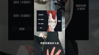 膝盖疼一定要学会的动作๑•̀ㅂ•́و✧ 简易锻炼动作，居家就可练习硬核健康科普行动 膝盖疼 康复锻炼 [upl. by Kassity]