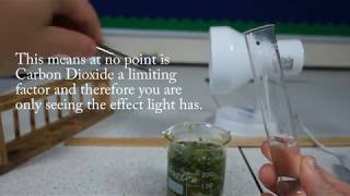 Required Practical Investigate the effect of light intensity on rate of photosynthesis [upl. by Daniell]