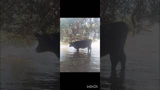 Buttermere Animals Up Close [upl. by Laurena171]