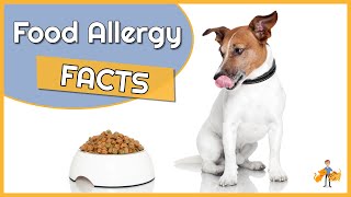 Food Allergy in Dogs Causes Diagnosis and Treatment [upl. by Fiester152]