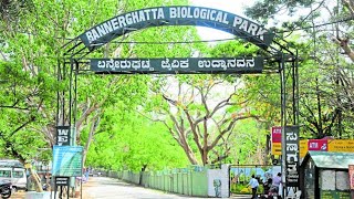 Bannerghatta Biological Park  Bannerghatta Zoo 2020 [upl. by Budworth609]