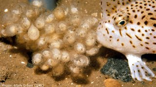 Tasmanian artist helps save a species spotted handfish [upl. by Kirima]