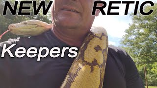 Interviews With New Reticulated Python Keepers Experiences Getting Started [upl. by Fransis]