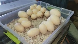 How to Prep and Care for Snake Eggs [upl. by Wilinski]