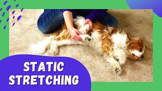 Stretching for Cavalier King Charles Spaniel Dog with Chiari Malformation and Syringomyelia [upl. by Sair]