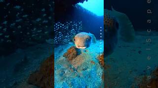 Porcupine Fish Smiles for the Camera 🐡 Adorable Underwater CloseUp shorts 4k ocean [upl. by Durwyn]