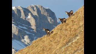 CAMOSCIO MUFLONE E STAMBECCO AMICI DELL’UOMO [upl. by Alvera734]