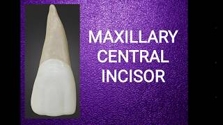 Maxillary central incisor [upl. by Retsek]